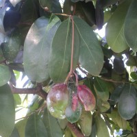 Quassia indica (Gaertn.) Noot.